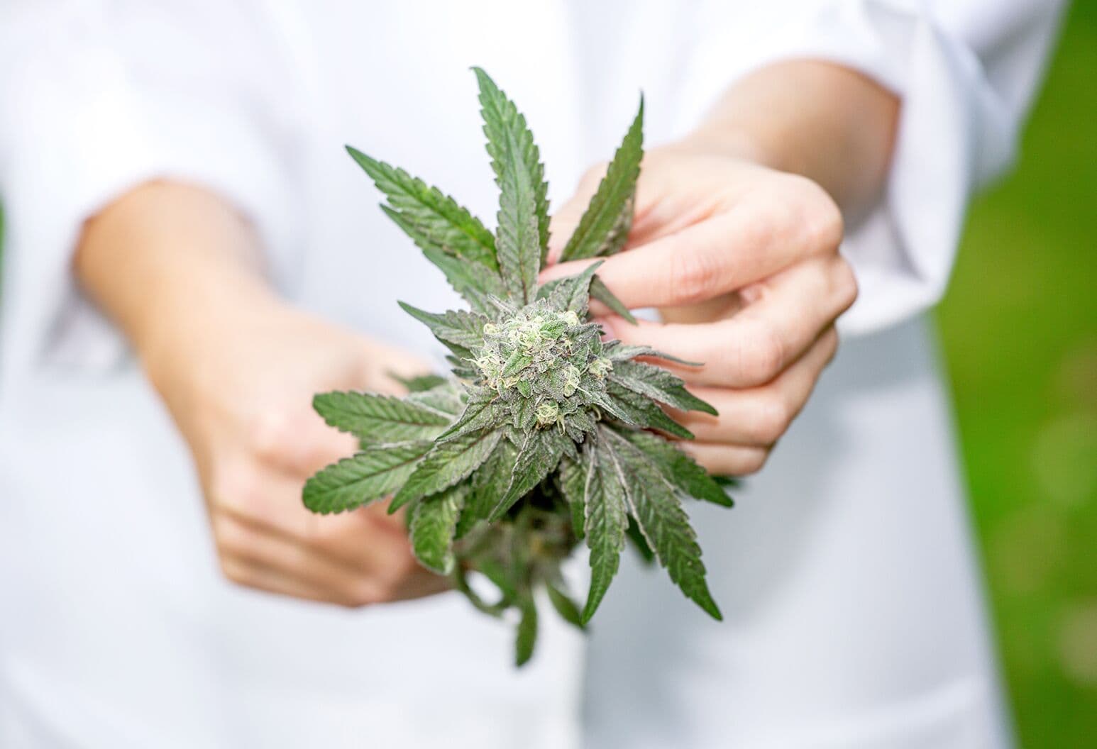Bluetenbande – Sicherer Zugang zu legalem Cannabis
