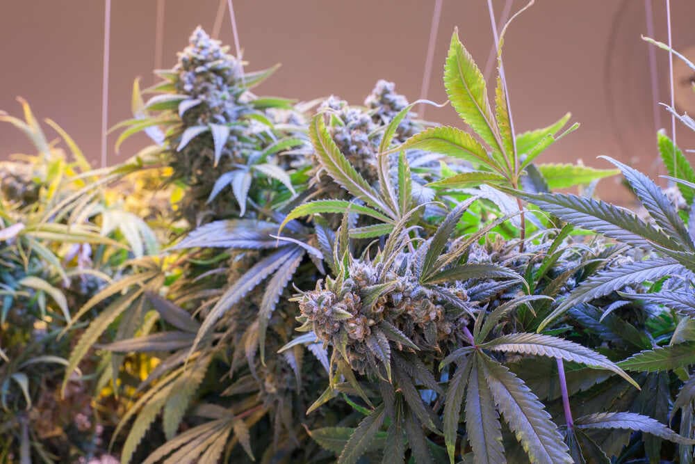 Club Cannabis Madrid – Join Club Cannabis Madrid | Clubs Cannabis Madrid