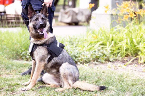 Security Dog Services Liverpool – Trained K9 Teams for Site Protection