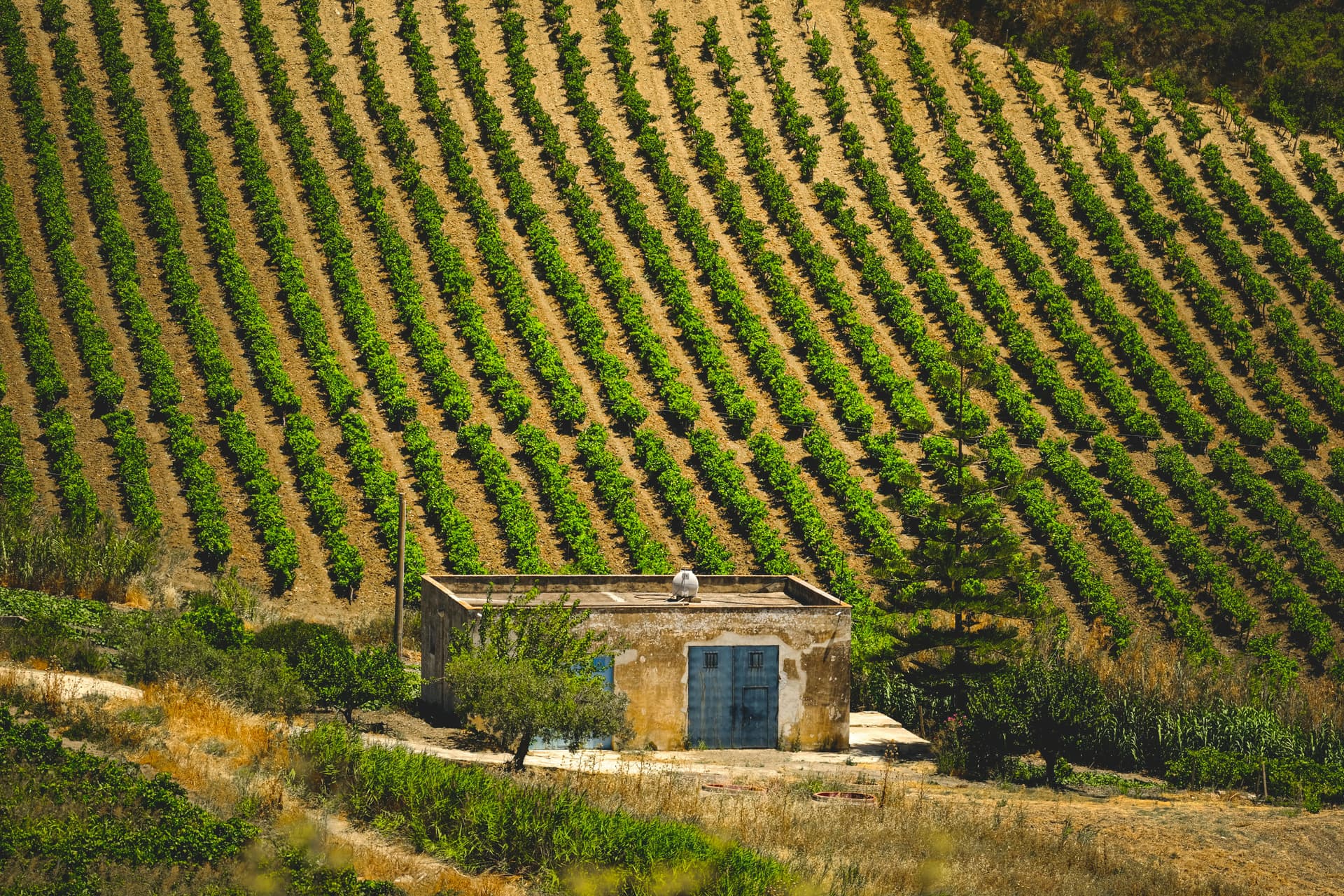 Winery Sacramento: A Look at the Region’s Rich Wine Culture