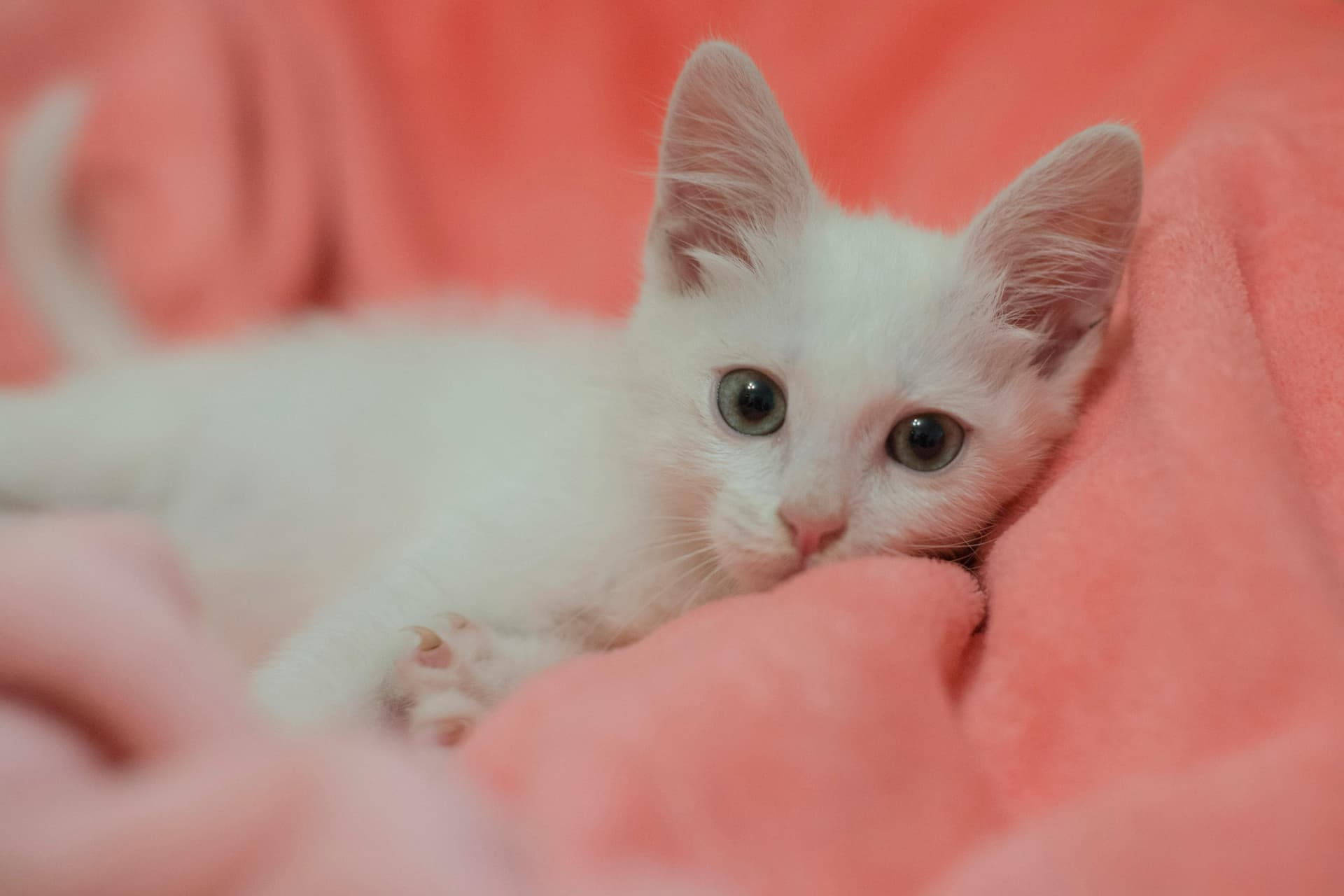 Maine Coon Kittens for Sale Sacramento from Reputable California Breeder