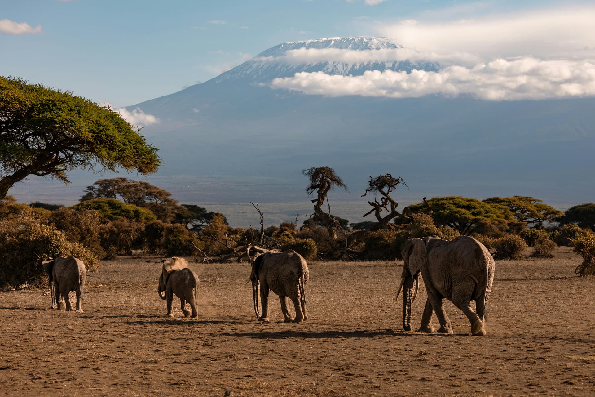 Discover the Wild on an Unforgettable Kenya Safari