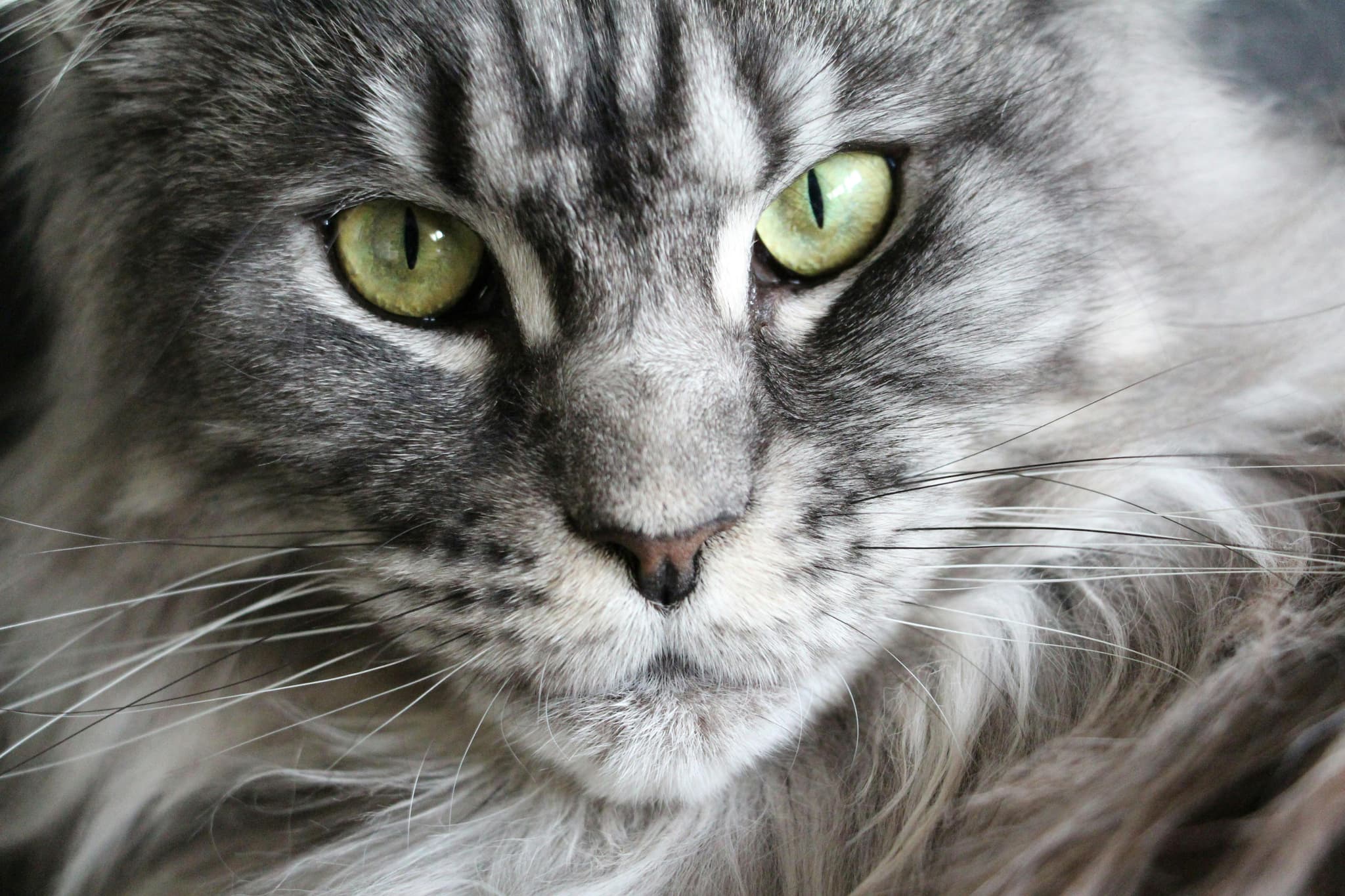 Maine Coon Kittens for Sale Sacramento – Beautiful Kittens Available