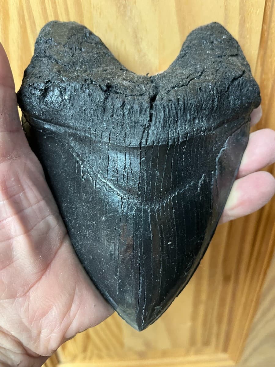 AUTHENTIC MEGALODON TEETH: FROM FOSSIL BEDS TO YOUR COLLECTION