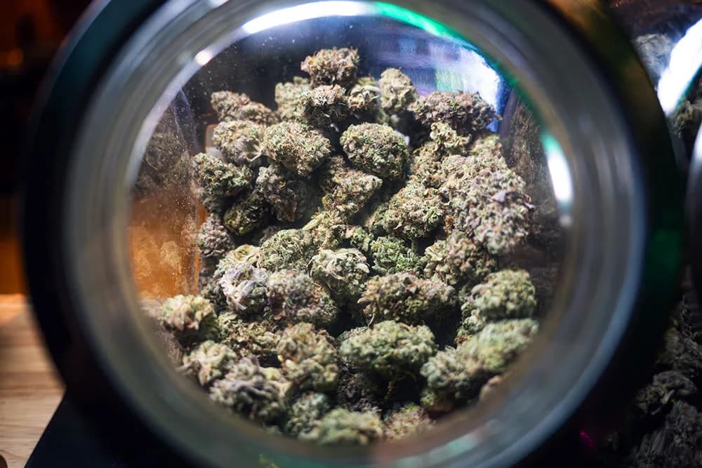 Exploring the Atmosphere of Green Guyz Cannabis Club Madrid