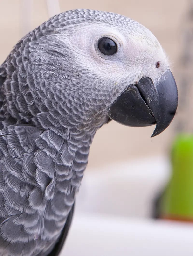 Parrot Breeder – Reliable &amp; Trusted Amazing Birds Farm