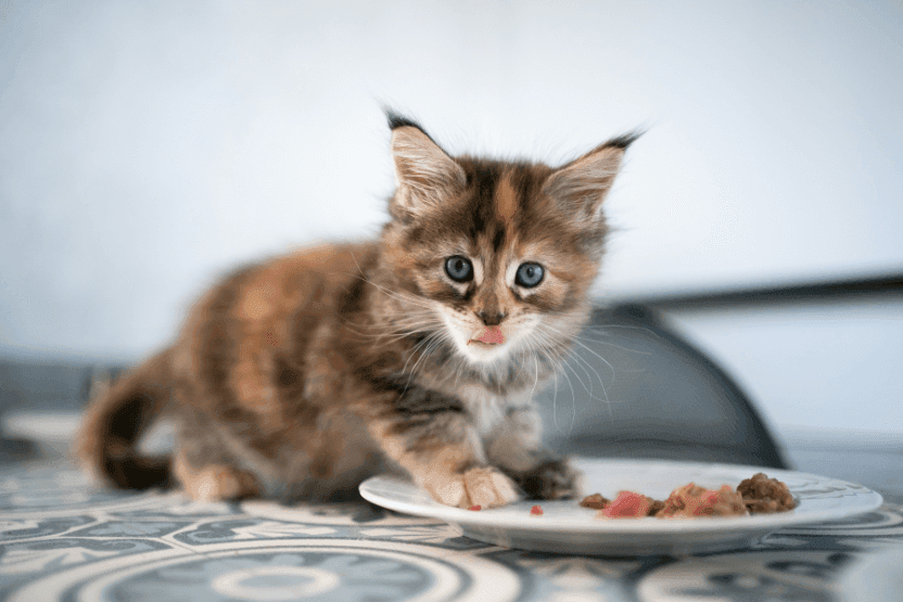 nacho cat food reviews