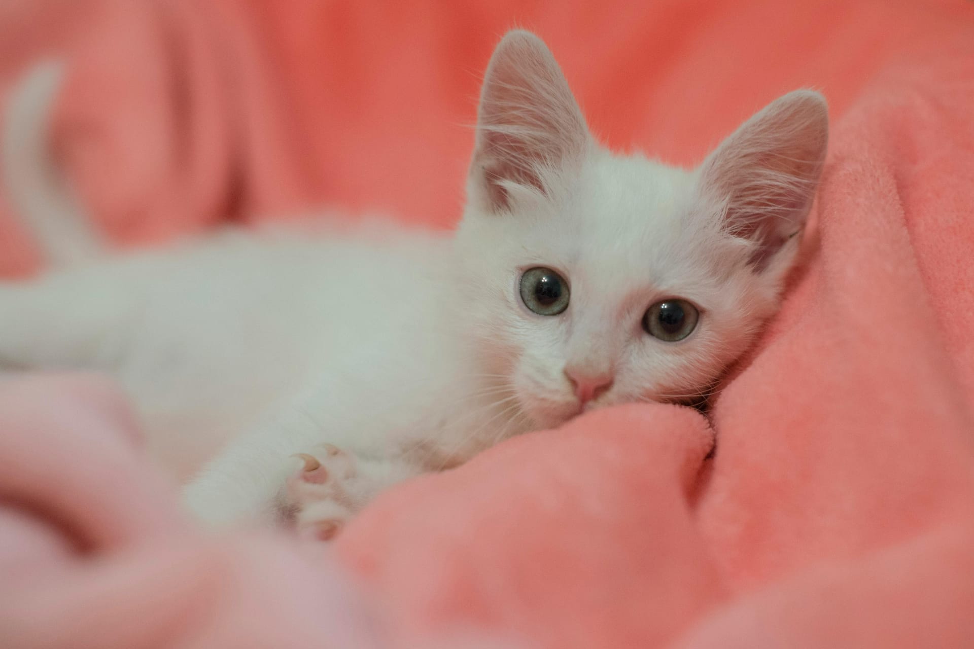 Maine Coon Kittens for Sale Sacramento from Reputable California Breeder