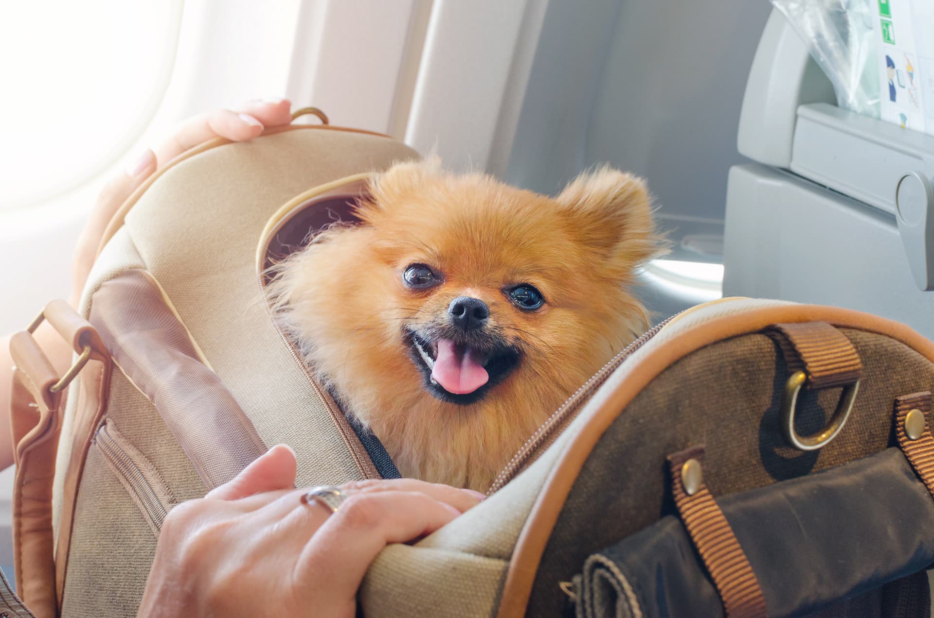 Vet Home Certs: Your Go-To for Affordable Pet Certificates