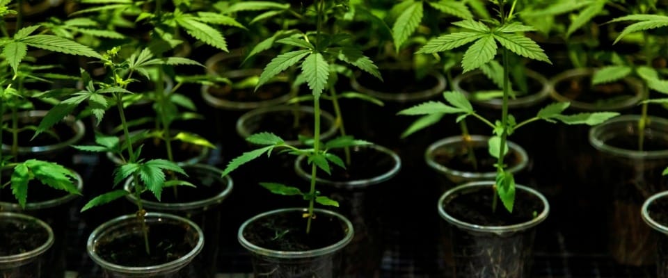 Donkey Butter Strain Choice Packs at Bud Cargo – Powerful and Flavorful
