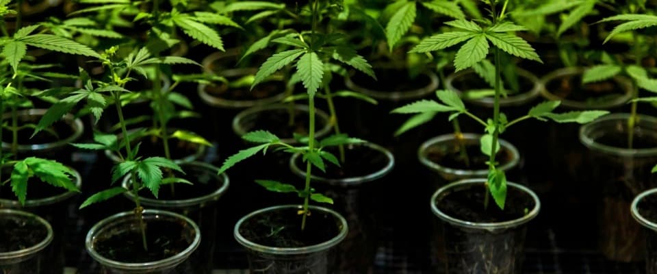 Donkey Butter Strain Choice Packs at Bud Cargo – Powerful and Flavorful