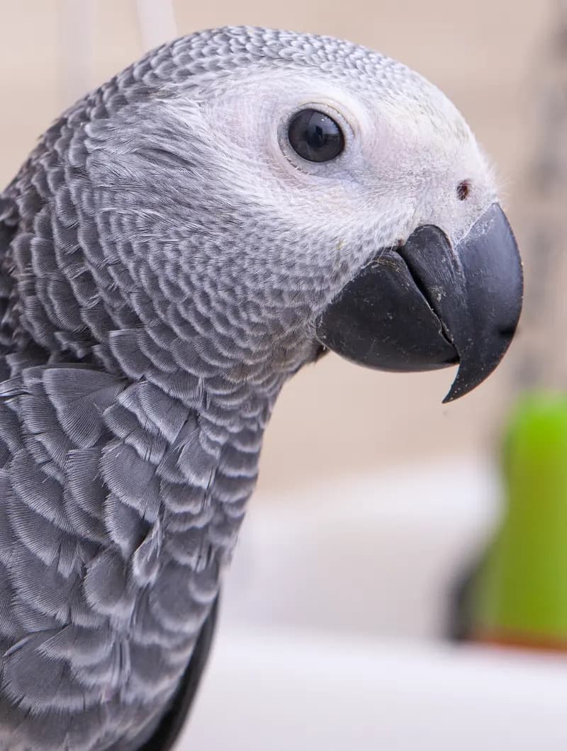 Parrot Breeder – Reliable & Trusted Amazing Birds Farm
