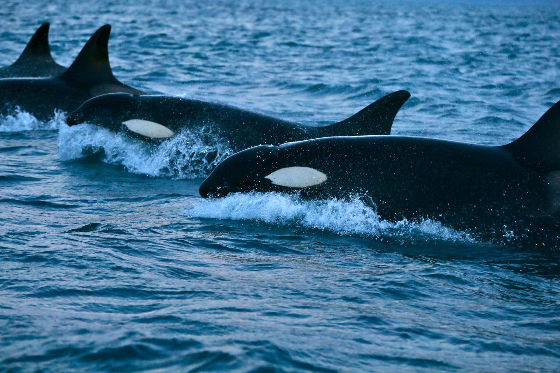 From Advocacy to Action: A-LAW and marianthi baklava Deliver Ocean Personhood
