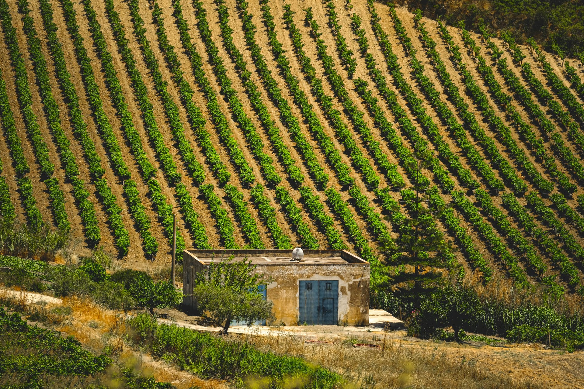Winery Sacramento: A Look at the Region’s Rich Wine Culture