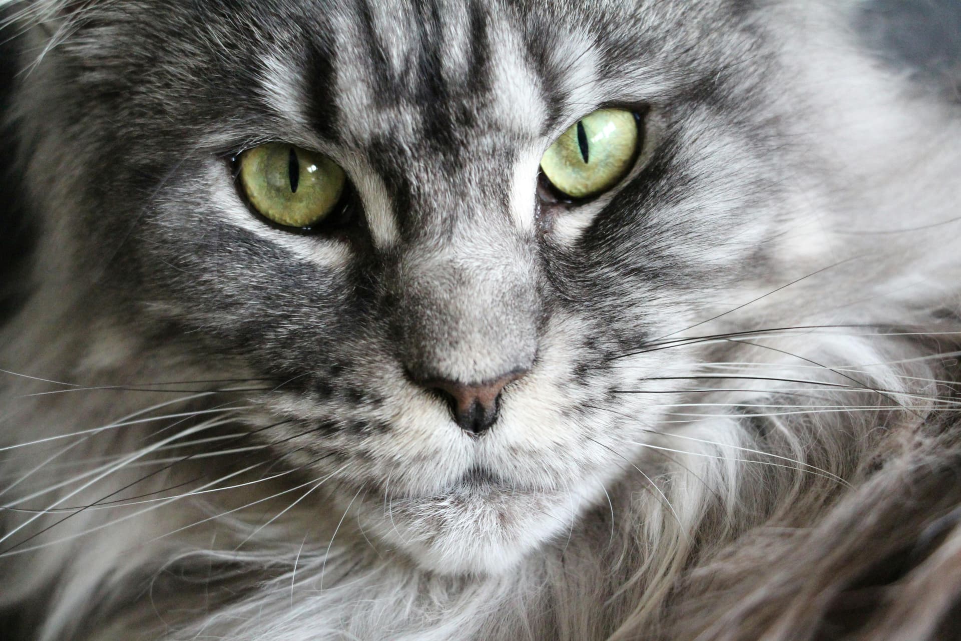 Maine Coon Kittens for Sale Sacramento – Beautiful Kittens Available