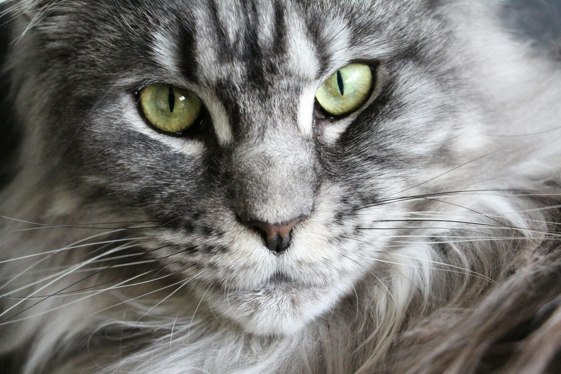 Maine Coon Kittens for Sale Sacramento – Beautiful Kittens Available