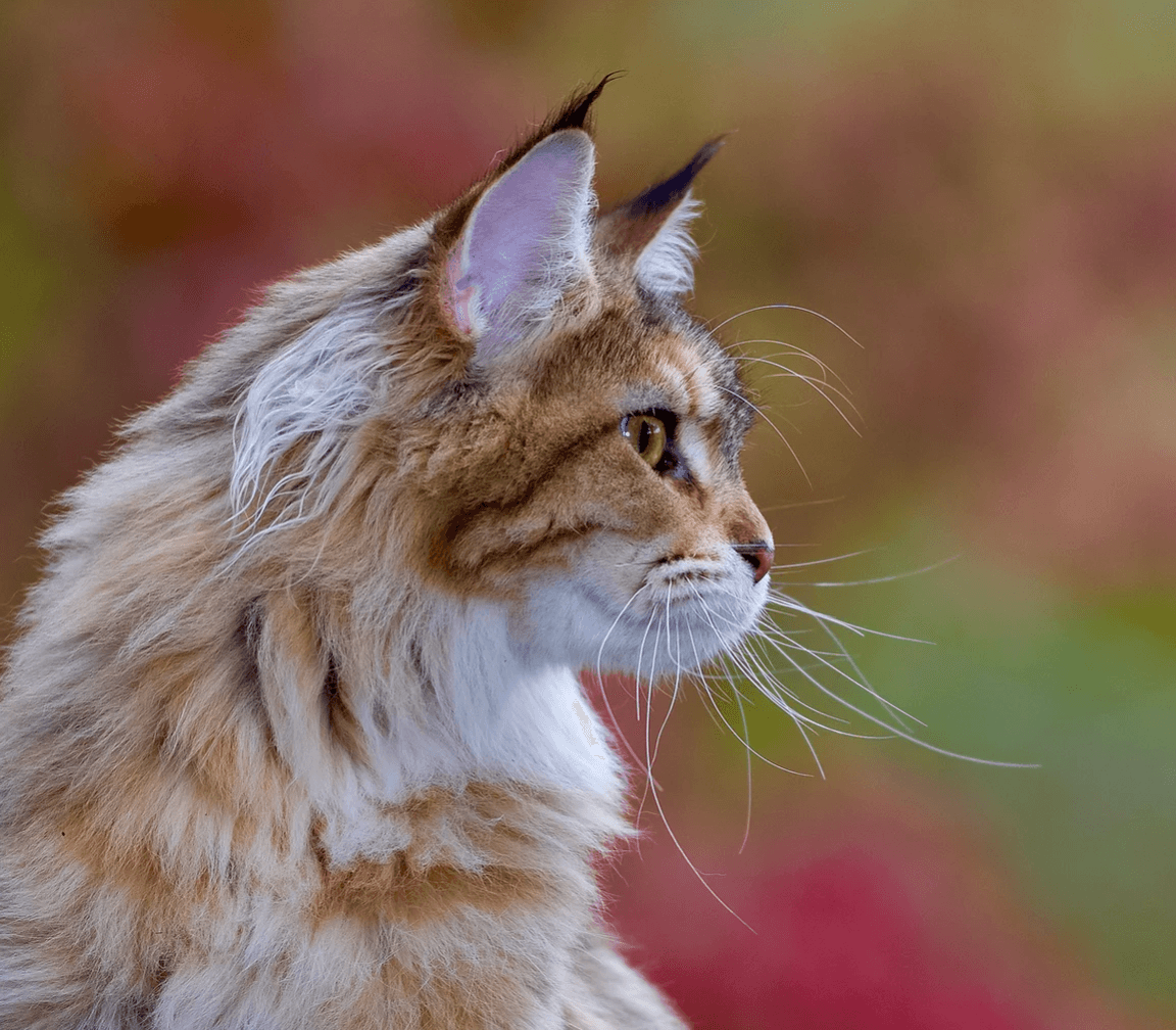 Adopt a Maine Coon Kitten in the Bay Area | Amore Cattery