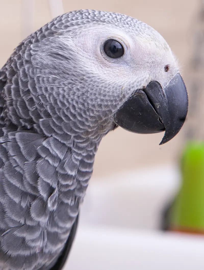Parrot Breeder – Reliable & Trusted Amazing Birds Farm