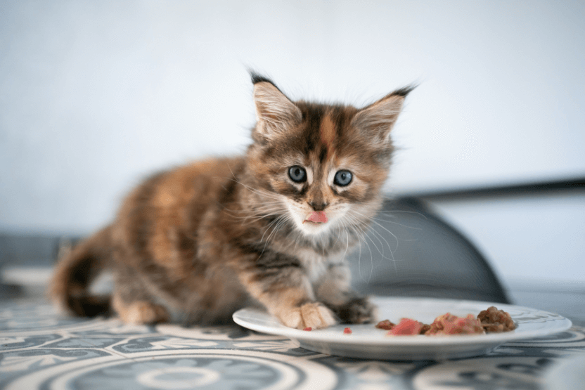 nacho cat food reviews