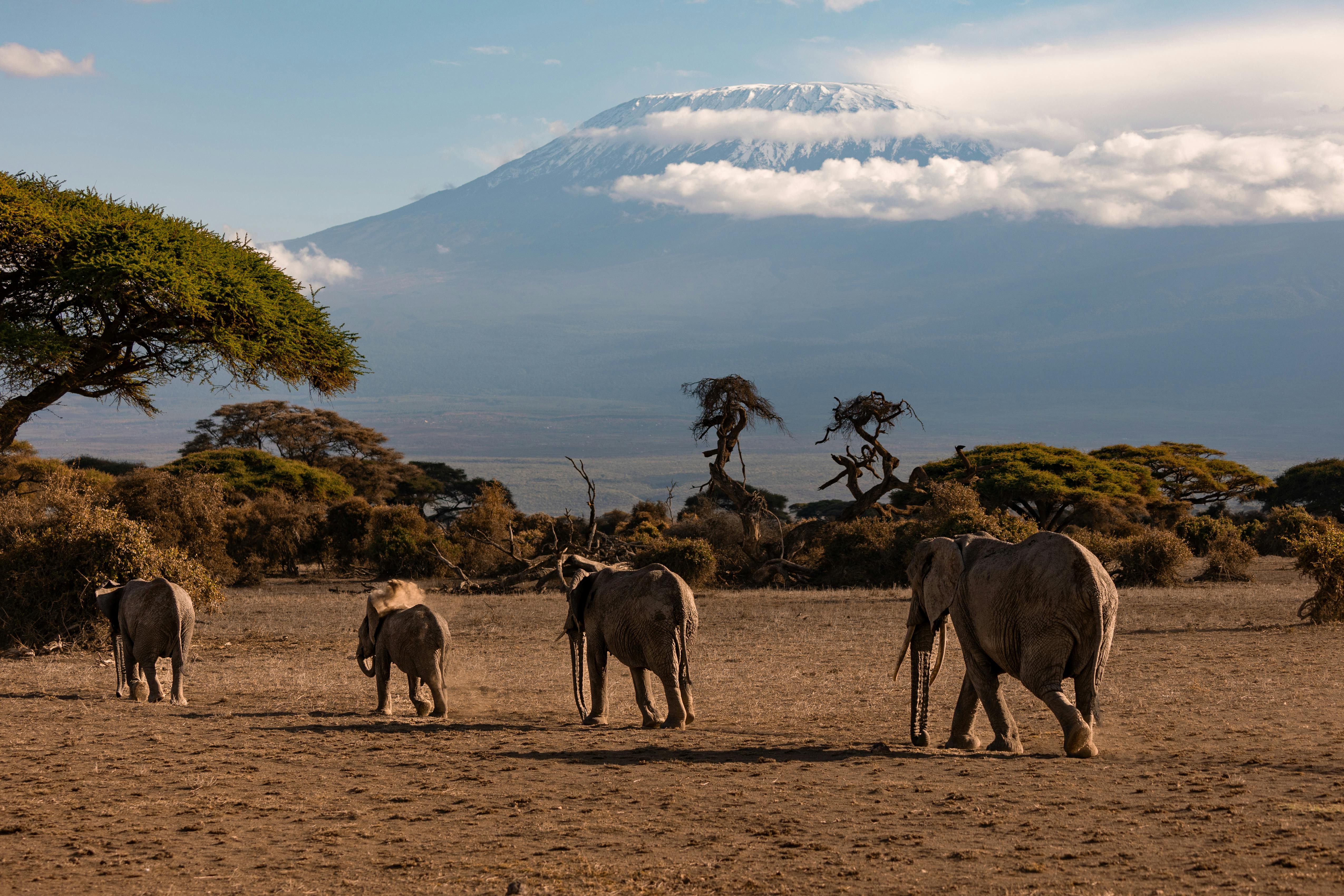 Discover the Wild on an Unforgettable Kenya Safari