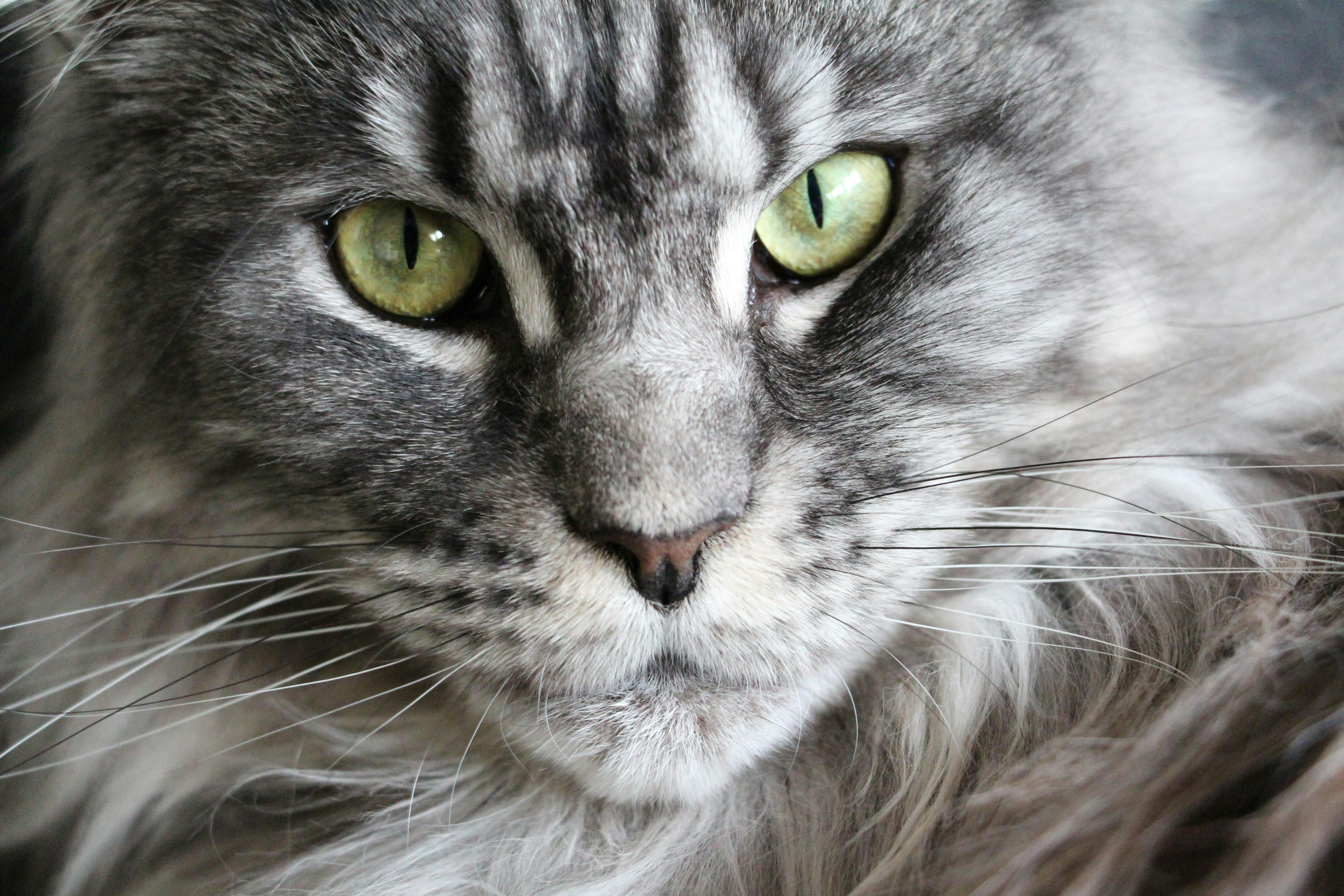 Maine Coon Kittens for Sale Sacramento – Beautiful Kittens Available