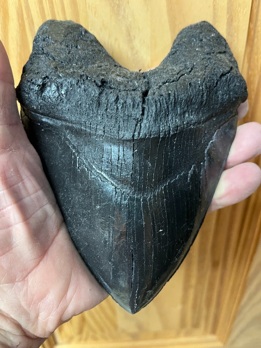 AUTHENTIC MEGALODON TEETH: FROM FOSSIL BEDS TO YOUR COLLECTION