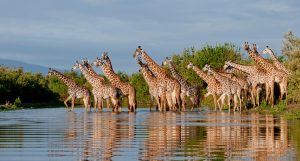 sand-rivers-selous-wildlife-giraffe-river-reflections.71cf70fb