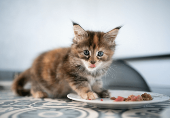 nacho cat food reviews